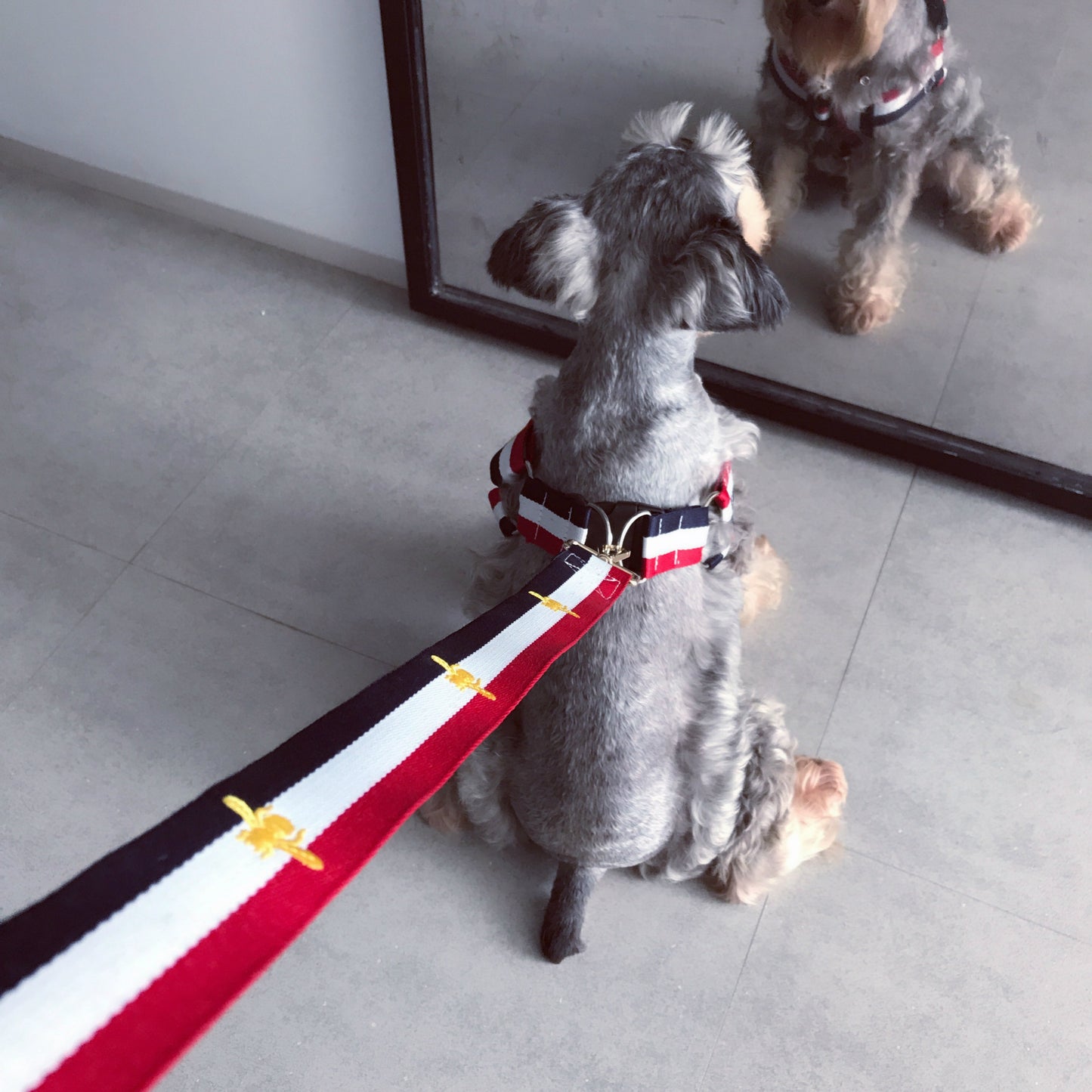 Trendy Pet Harness and Leash for Dogs of All Sizes